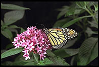 Butterfly World, Pompano Beach, Florida