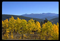 Aspens
against the Mountains.  Colorado.