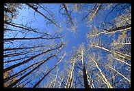 Aspens.  Colorado.