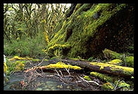 The bush along the Routeburn Track.  South Island, New Zealand.