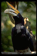 Some kind of black bird in a zoo.