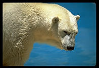 Polar bear.