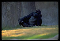 Gorilla lounging.