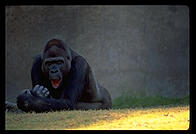 Gorilla yawning.