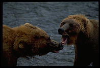 Bears preparing for a fight.  Brooks Falls, Katmai National Park, Alaska.