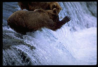 The 4-year-old brown bear who charged me, ineffectively swatting to fish at Brooks Falls, Katmai National Park, Alaska.