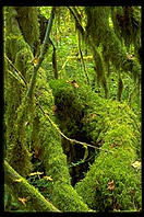 Log in the Hoh Rainforest.  Olympic National Park (Washington State). 