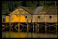 Shacks on the Olympic Peninsula (Washington State). 