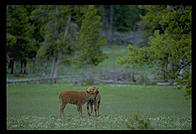 Young bison in Yellowstone National Park