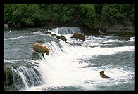 Overview of Brooks Falls, Katmai National Park (Alaska)