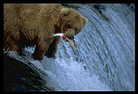 Brooks Falls, Katmai National Park (Alaska)