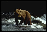 Brooks Falls, Katmai National Park (Alaska)