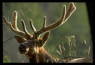 An elk in Yellowstone National Park