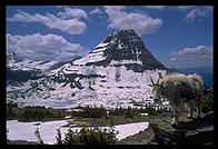 A goat looking out over Hidden Lake, Glacier National Park (Montana)