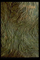 Tree bark in the Hoh Rainforest, Olympic National Park (Washington)