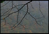 Tree branch at Glen Ellis Falls on Rt. 16 in New Hampshire