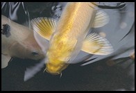 Koi.  Singapore Zoo