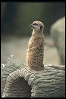 Meerkat.  Singapore Zoo