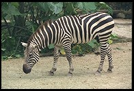 Zebras.  Singapore Zoo