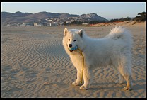 Digital photo titled pismo-beach-alex-2