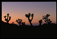 Joshua Tree National Park