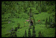 The first bear that I'd ever seen in my life.  Glacier National Park, Montana.