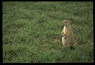 A prairie dog, Theodore Roosevelt National Park, North Dakota