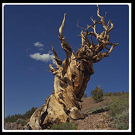 Ancient Bristlecone Pine Forest. California's White Mountains.