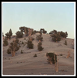 Ancient Bristlecone Pine Forest. California's White Mountains.