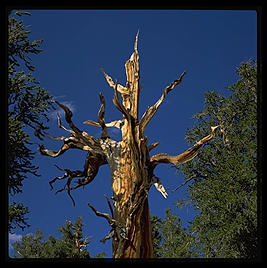 Ancient Bristlecone Pine Forest. California's White Mountains.