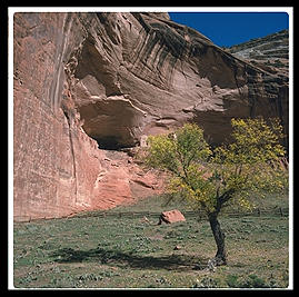 A tree in Canyon de Chelly