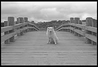 Alex on the Dike Bridge, Chappaquiddick, Martha's Vineyard, Massachusetts.  Yes this is a rebuilt version of the bridge off which Ted Kennedy went in 1969