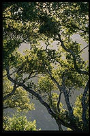 Trees at sunrise.  Big Sur, California.