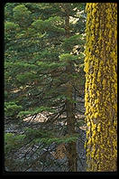 Moss. King's Canyon National Park, California.